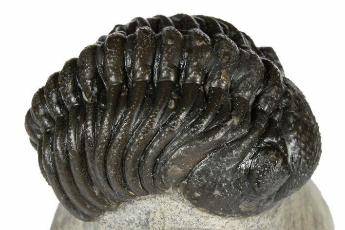 Detailed Austerops Trilobite - Visible Eye Facets #181413